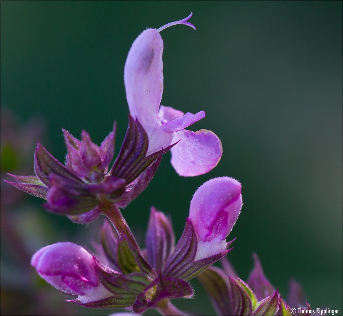 Steppen-Salbei (Salvia nemorosa)..D