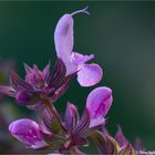 Steppen-Salbei (Salvia nemorosa)..D