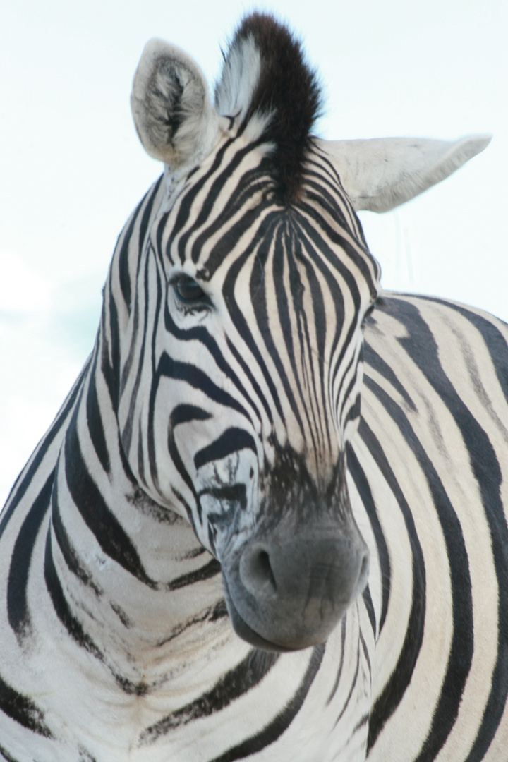 Steppen Zebra