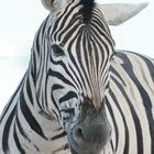 Steppen Zebra