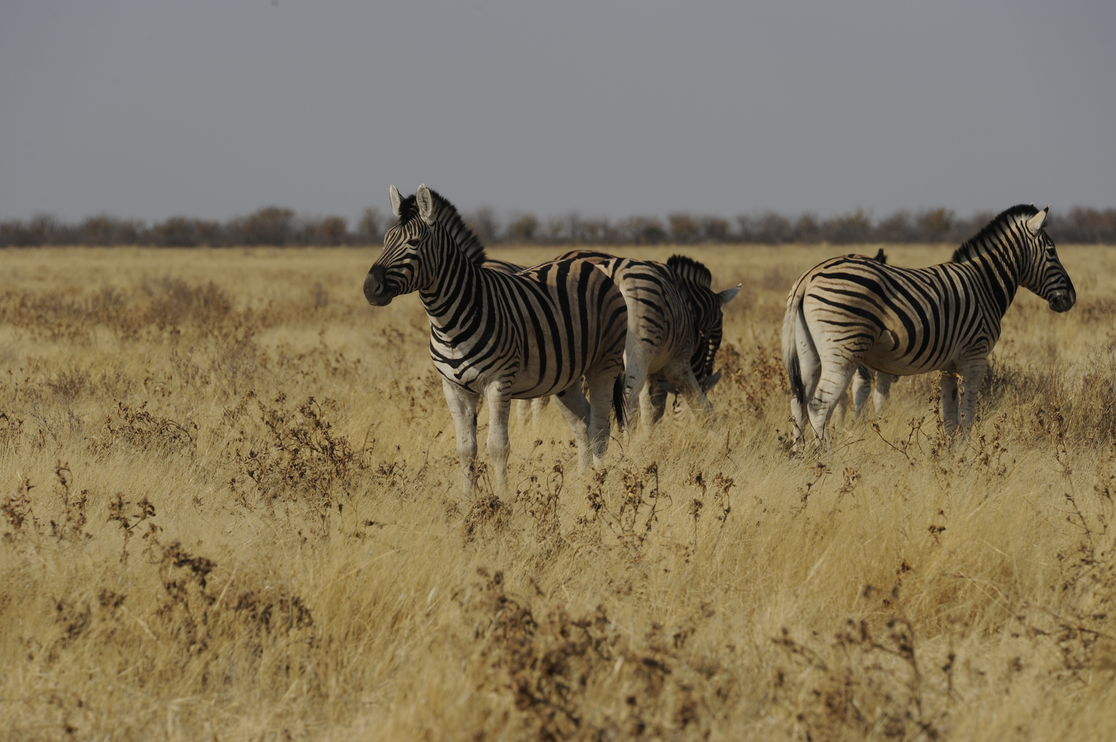 Steppen-Zebras in der Abendsonne