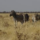 Steppen-Zebras in der Abendsonne