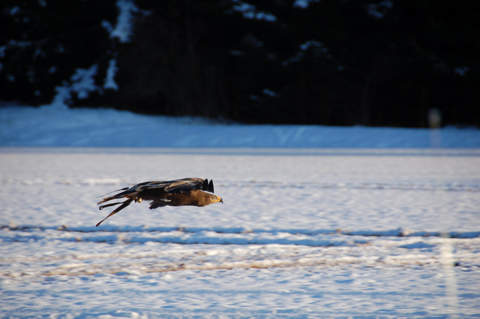 Steppenadler