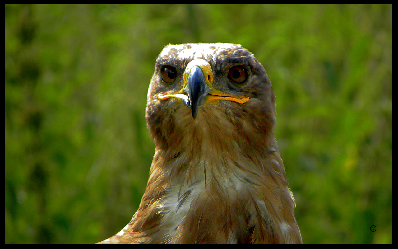 Steppenadler