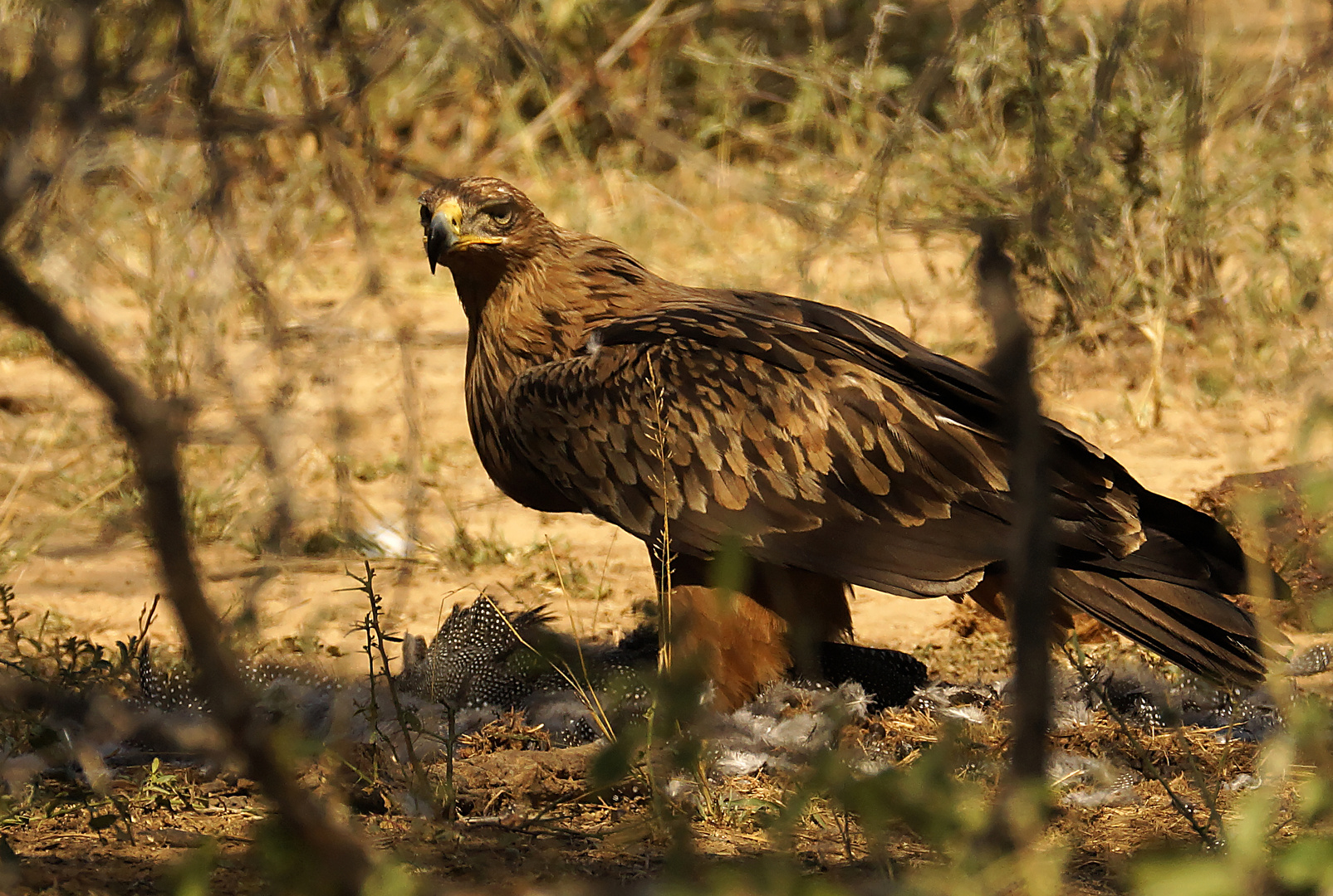 Steppenadler