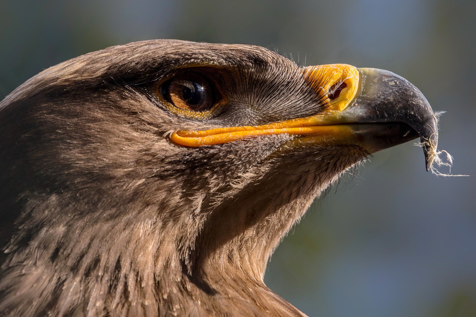 Steppenadler