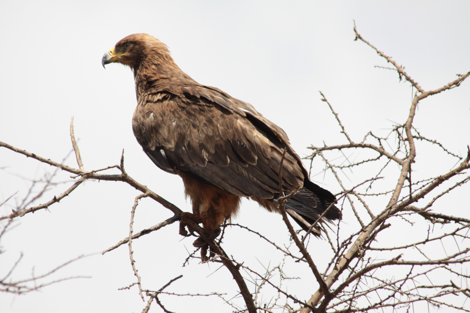 Steppenadler