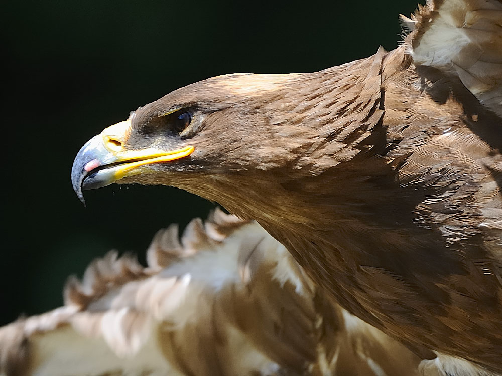 Steppenadler