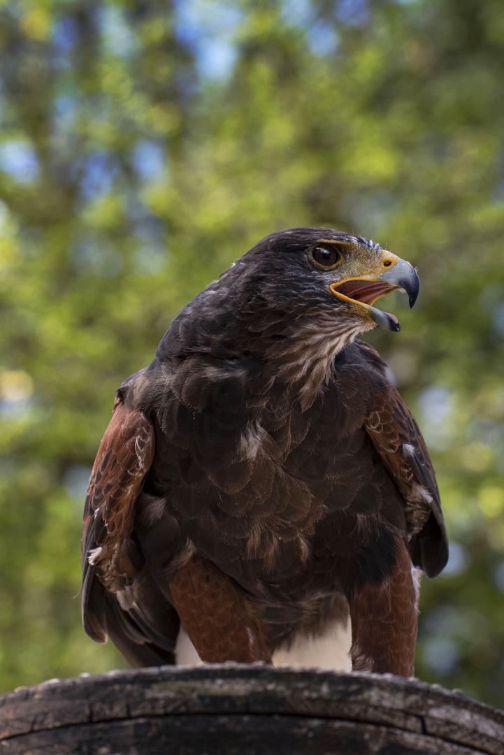 Steppenadler