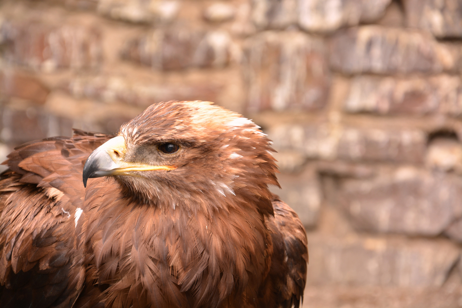 Steppenadler