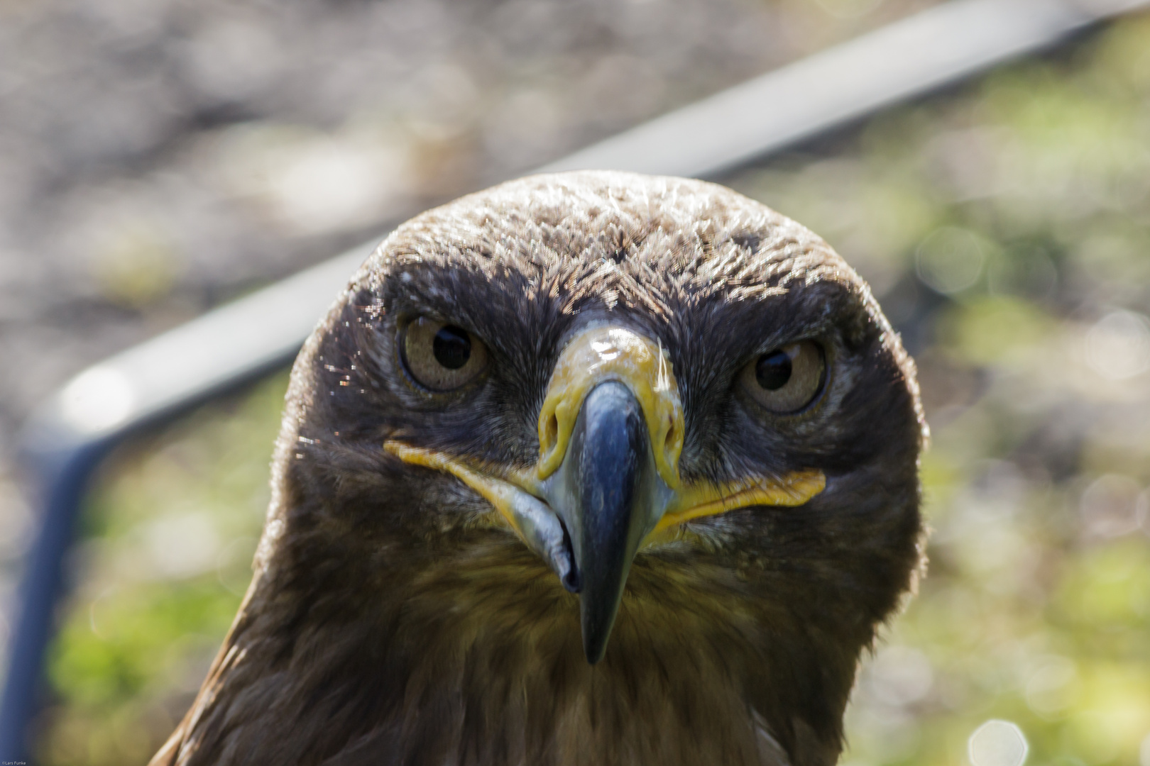 Steppenadler