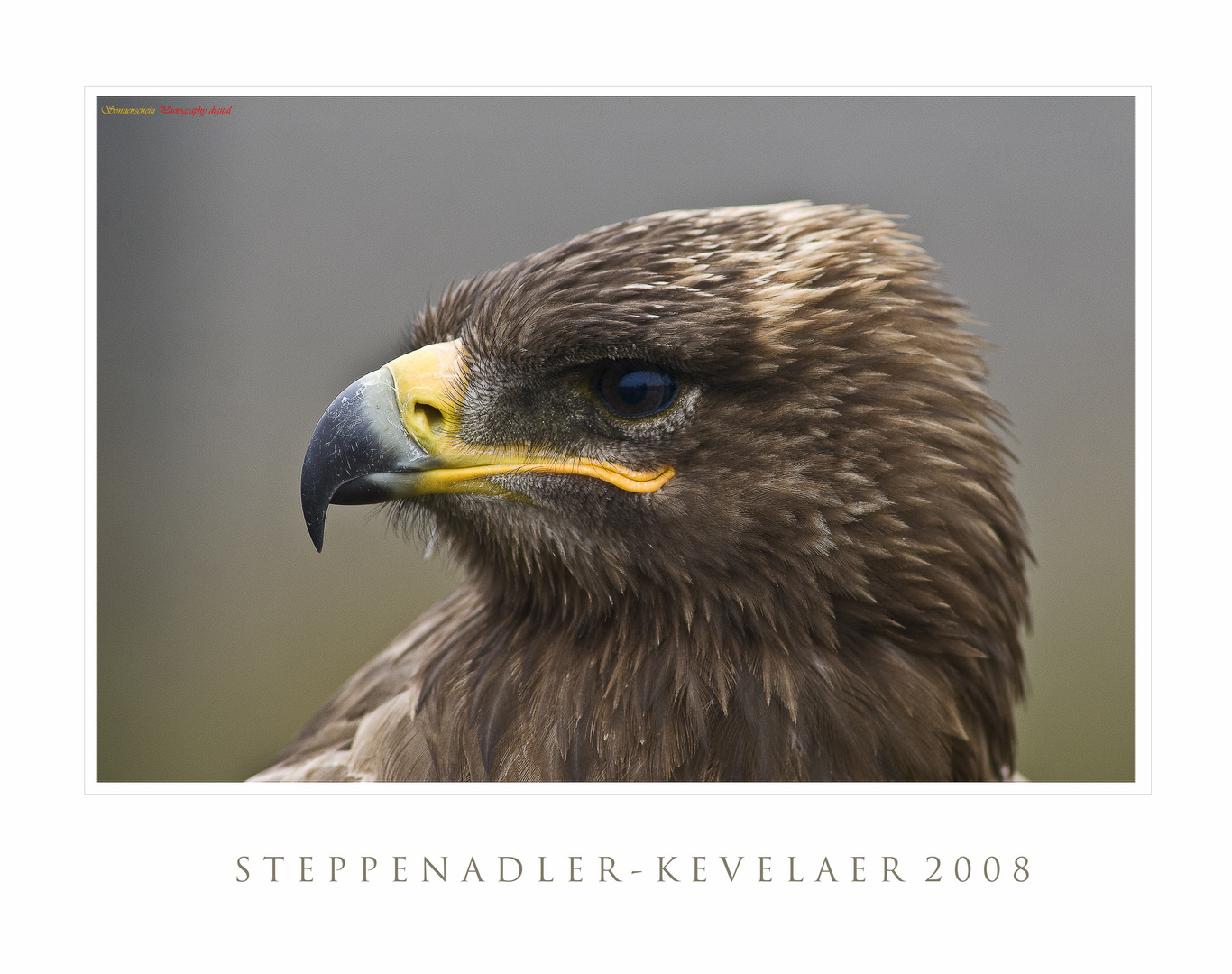 Steppenadler