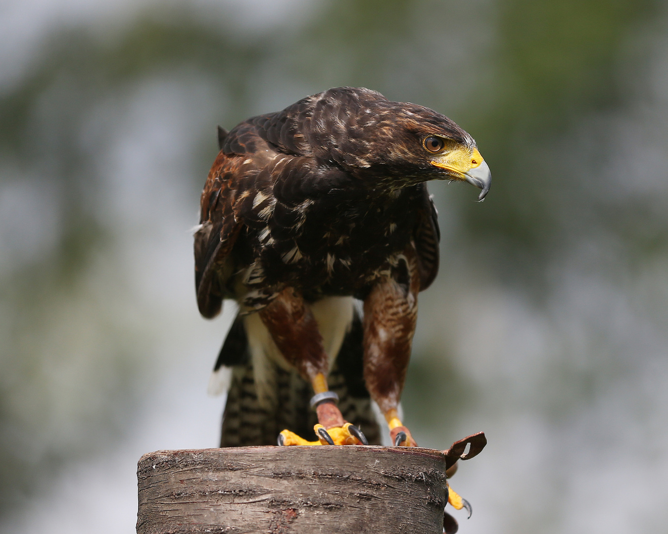 Steppenadler