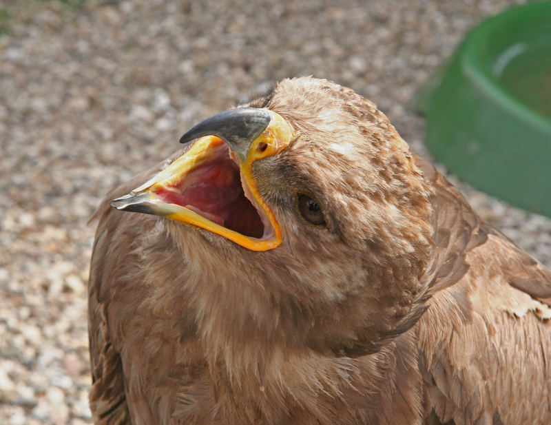 Steppenadler