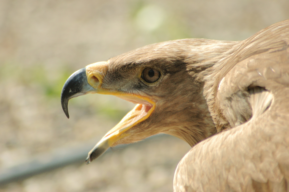 Steppenadler