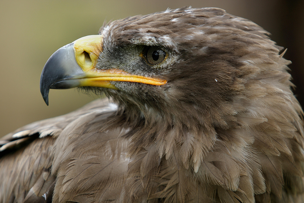 Steppenadler