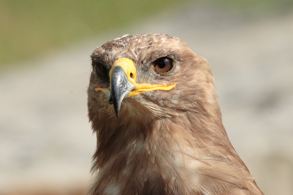 Steppenadler