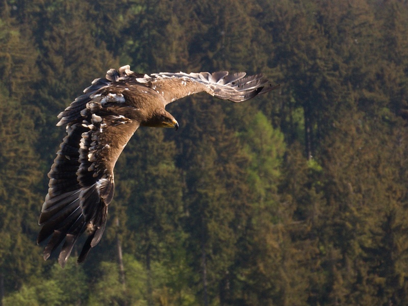 Steppenadler