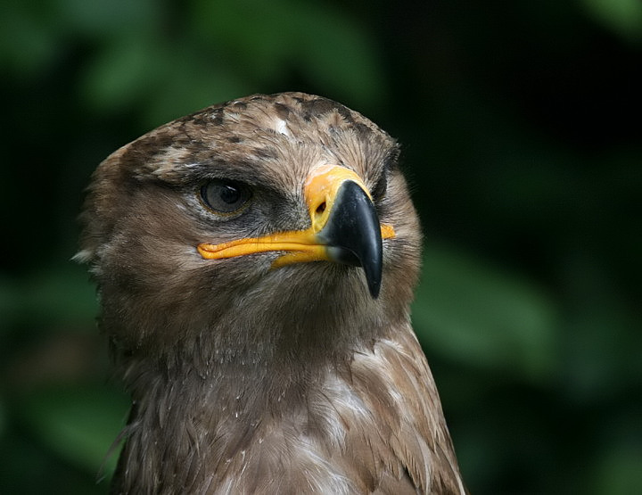 Steppenadler