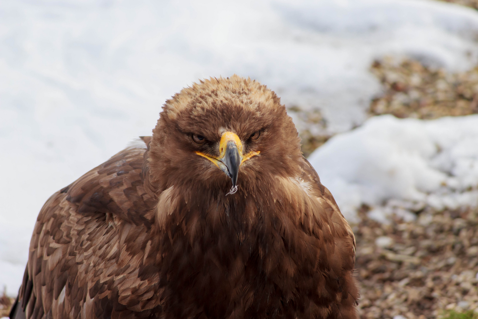 Steppenadler