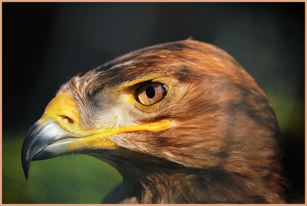 Steppenadler