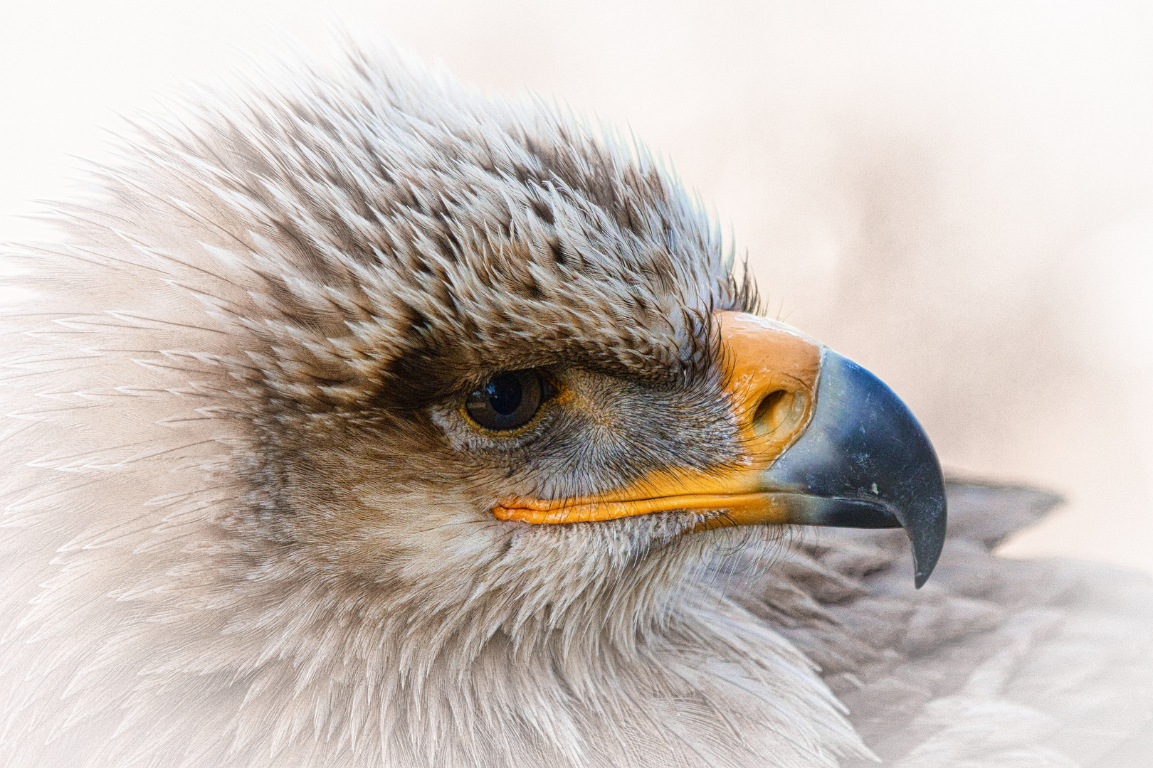 Steppenadler