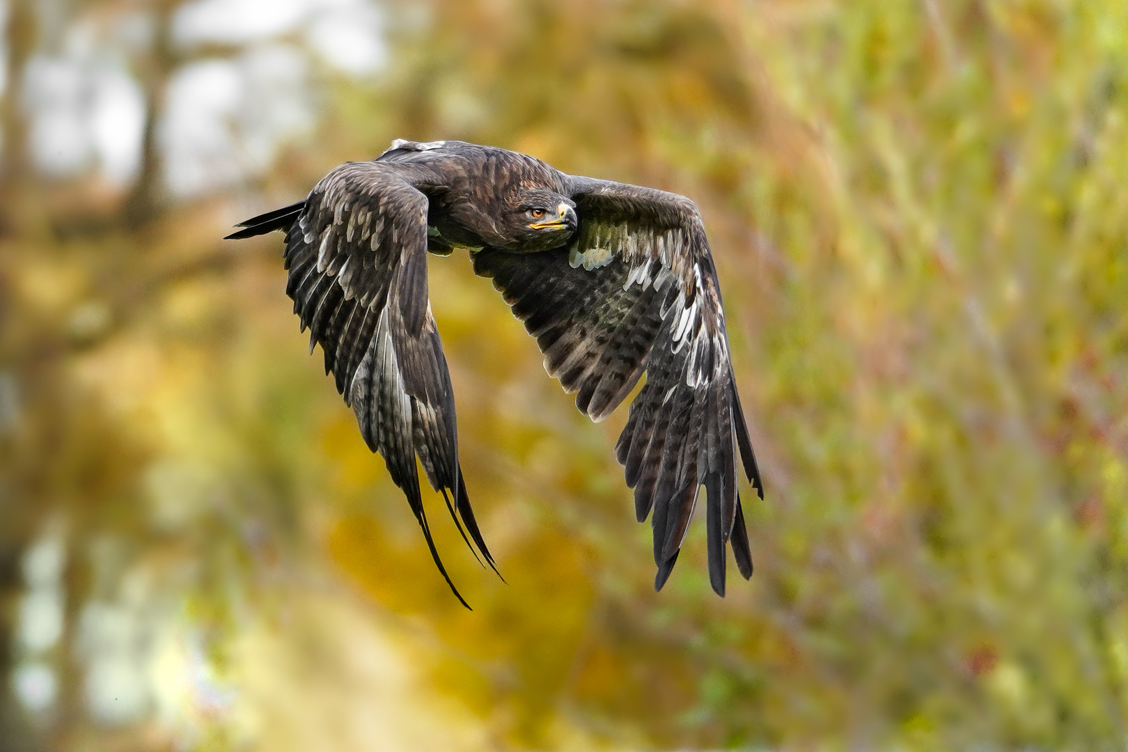 Steppenadler