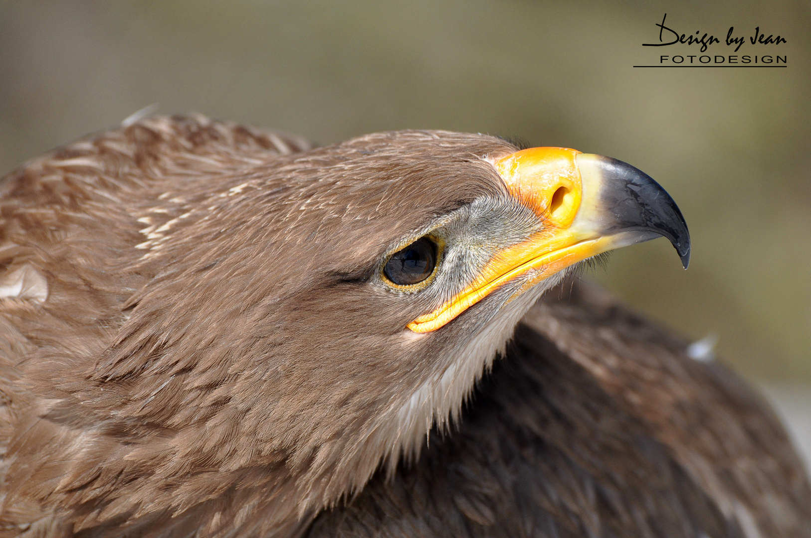 Steppenadler