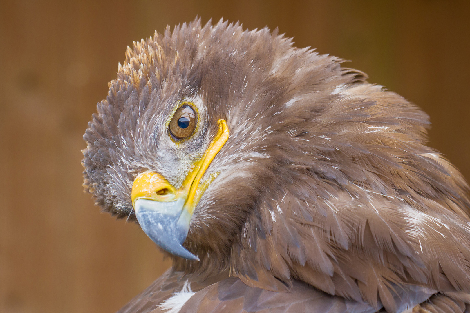 Steppenadler