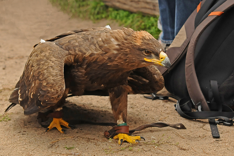 Steppenadler