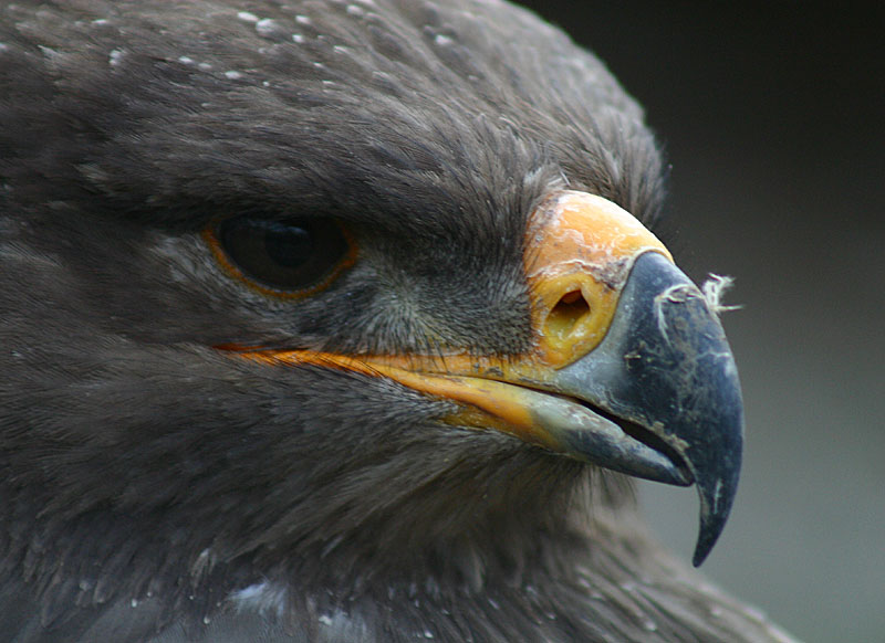 Steppenadler