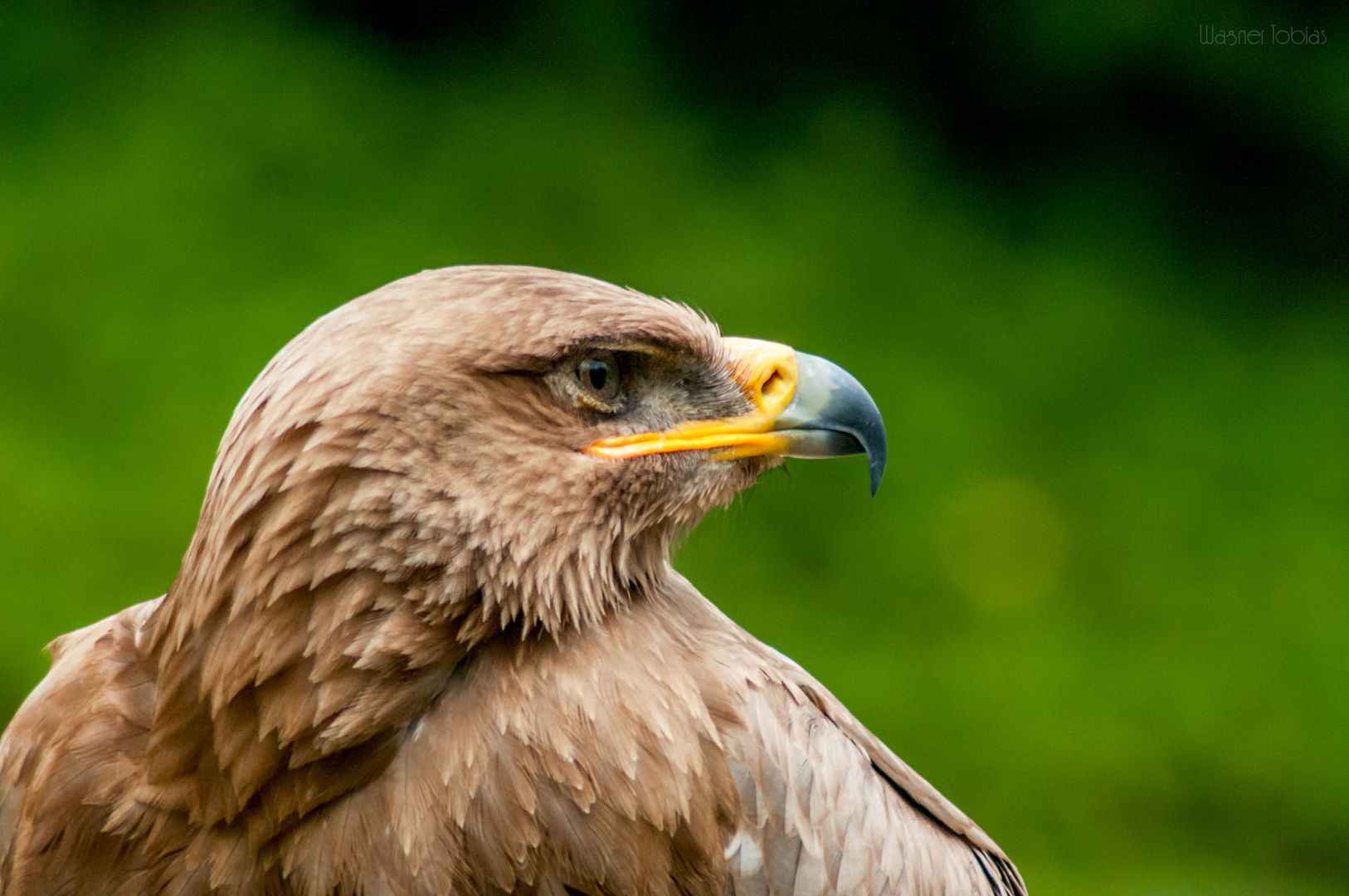 Steppenadler