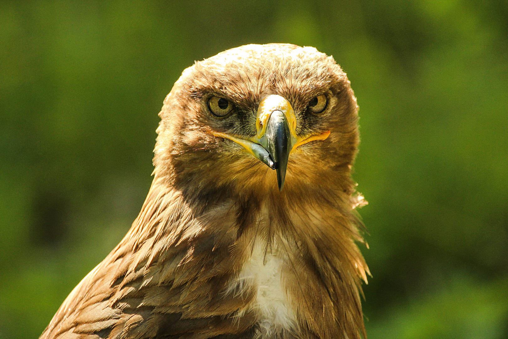 Steppenadler