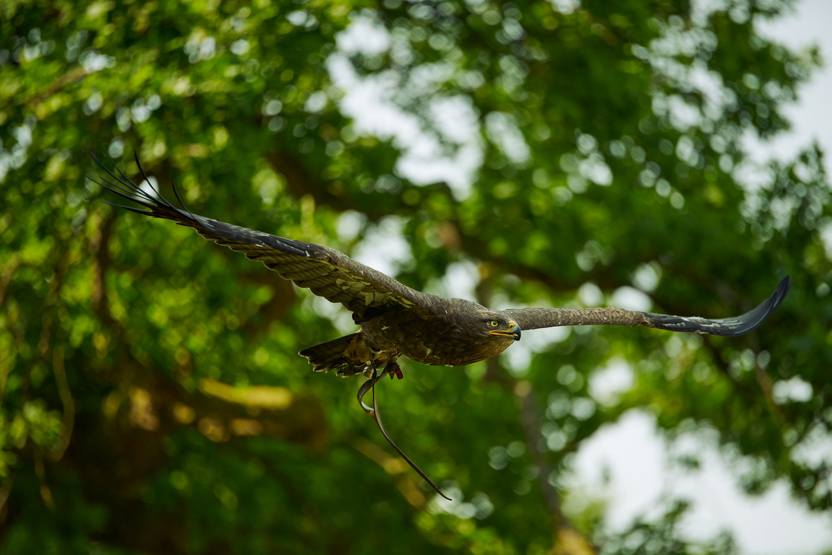 Steppenadler