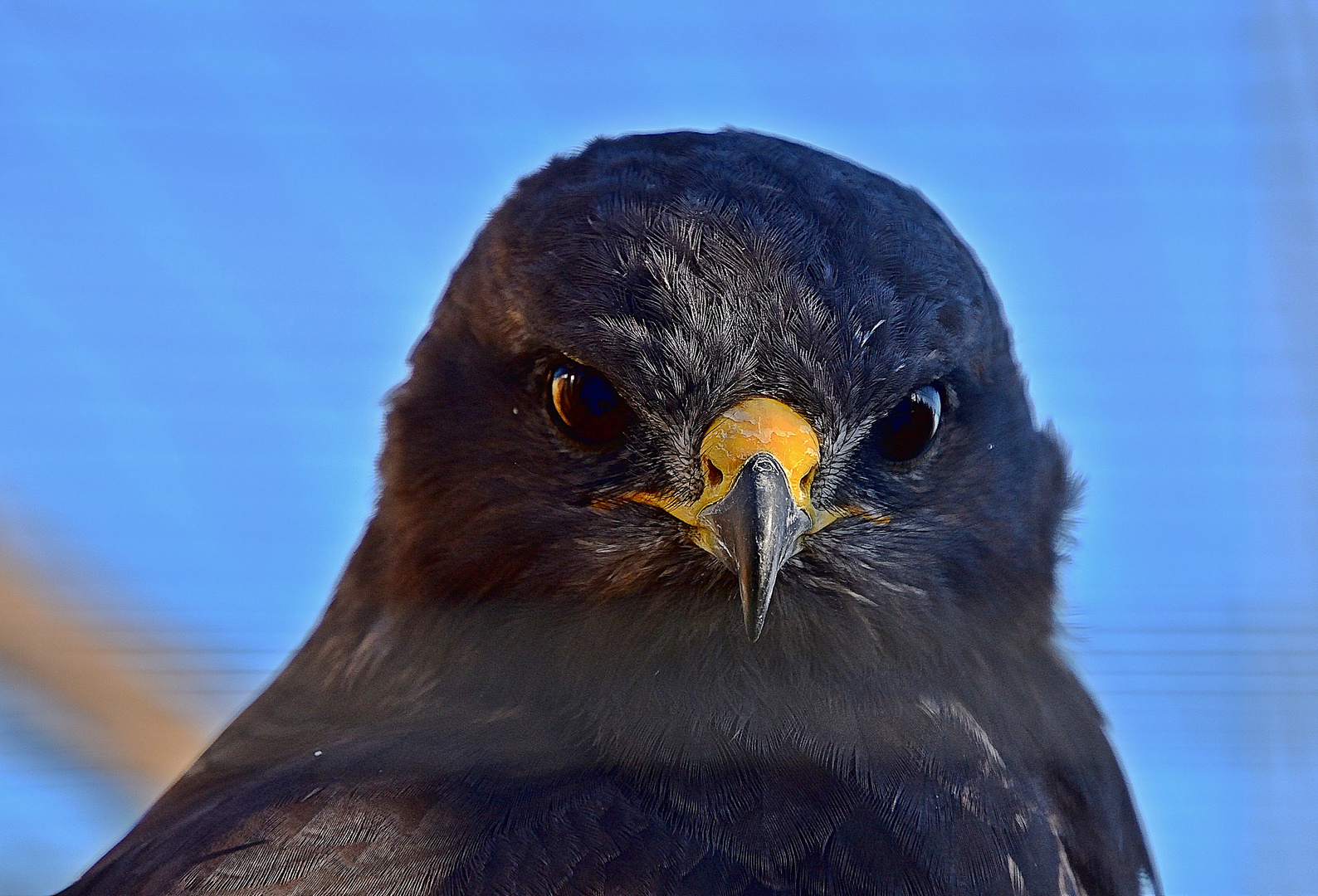 Steppenadler (Aquila nipalensis)