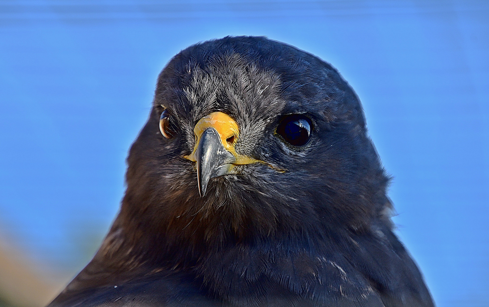 Steppenadler (Aquila nipalensis)