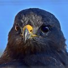 Steppenadler (Aquila nipalensis)