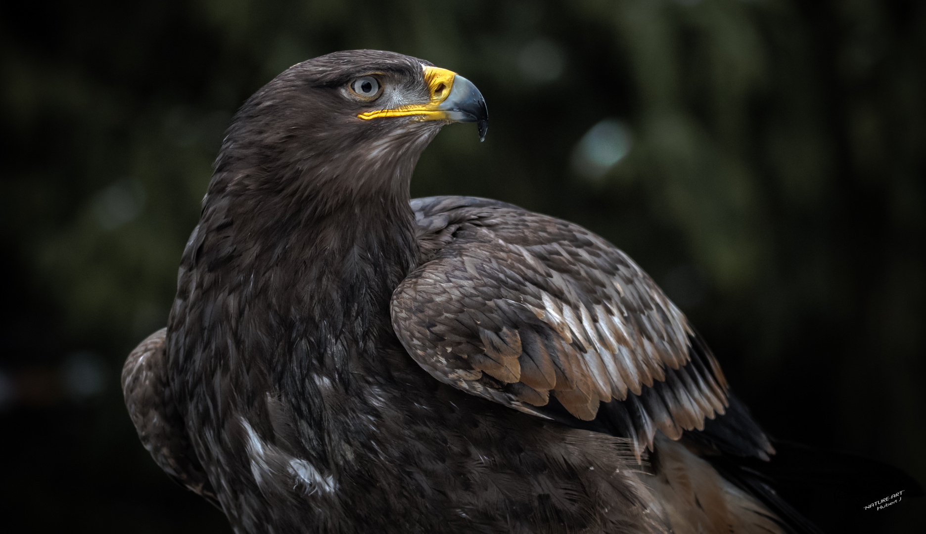 Steppenadler (Aquila nipalensis)