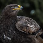 Steppenadler (Aquila nipalensis)