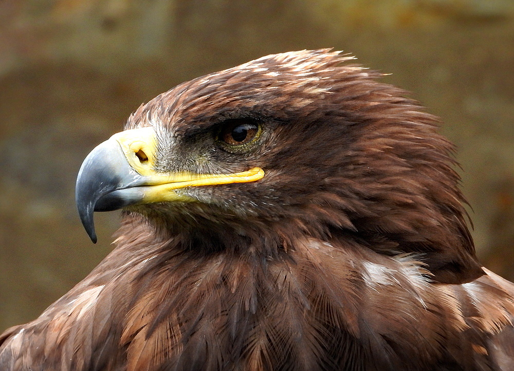 Steppenadler (Aquila nipalensis)