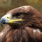 Steppenadler (Aquila nipalensis)