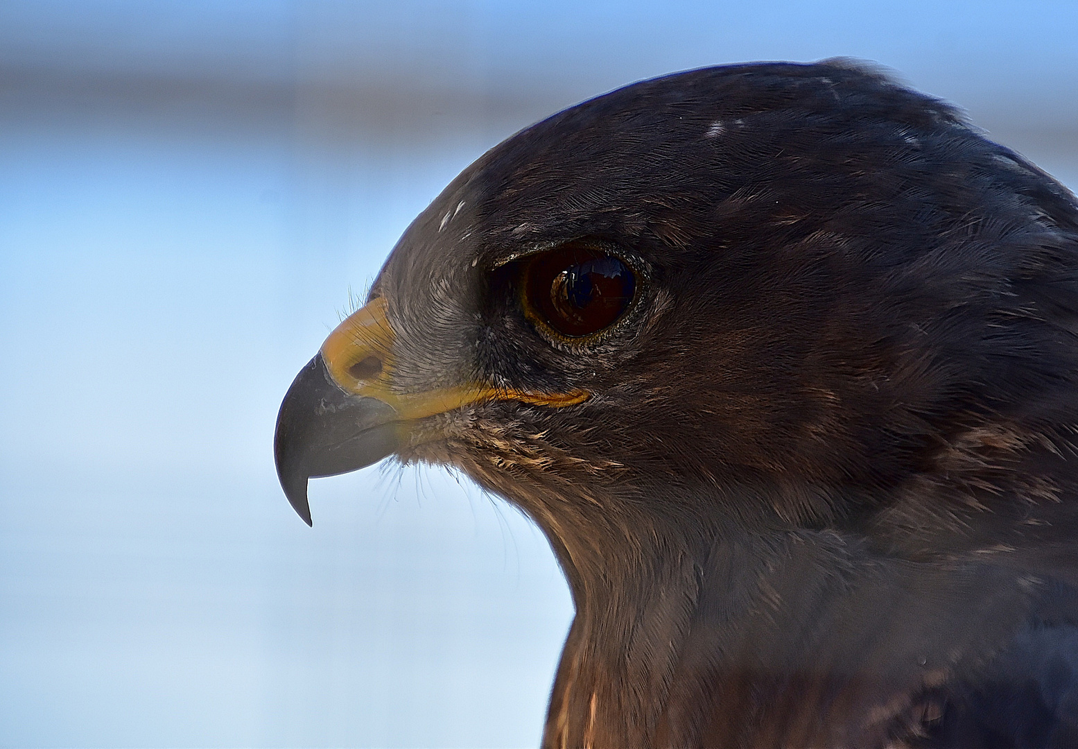 Steppenadler (Aquila nipalensis)