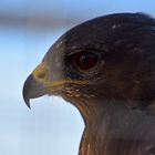 Steppenadler (Aquila nipalensis)