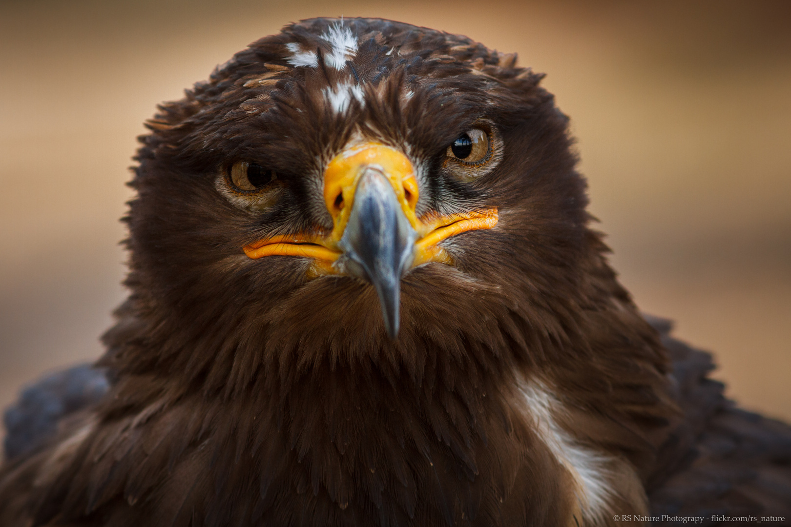 Steppenadler (Aquila nipalensis)