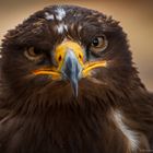 Steppenadler (Aquila nipalensis)