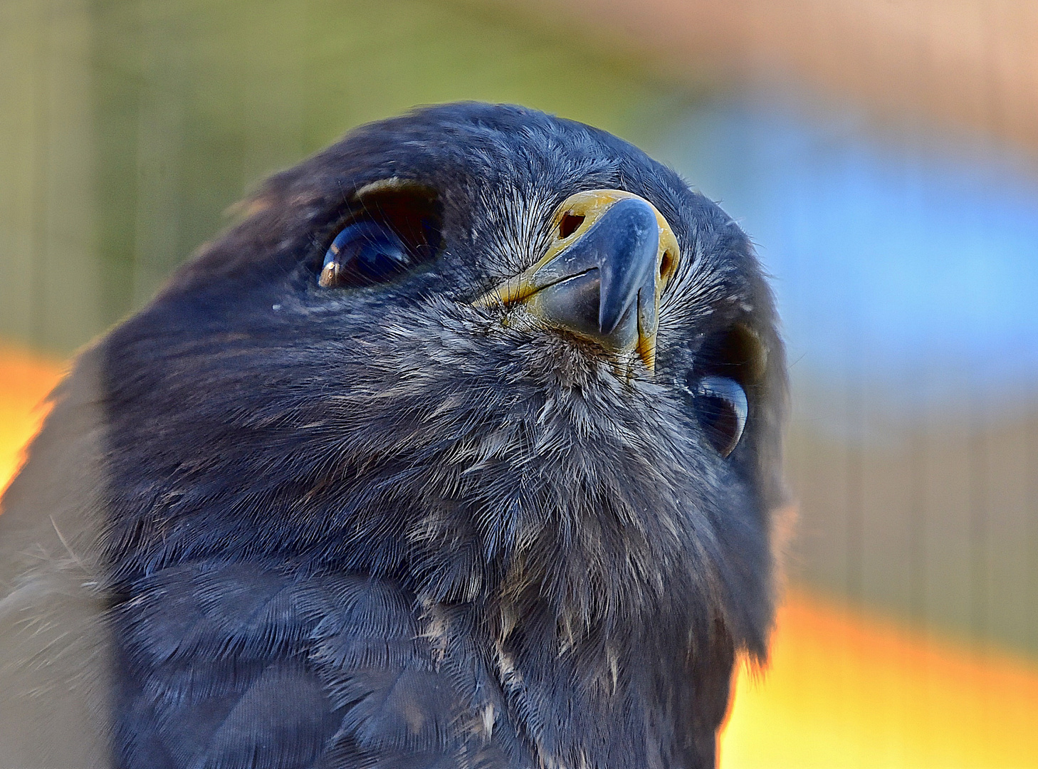 Steppenadler (Aquila nipalensis)