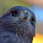 Steppenadler (Aquila nipalensis)