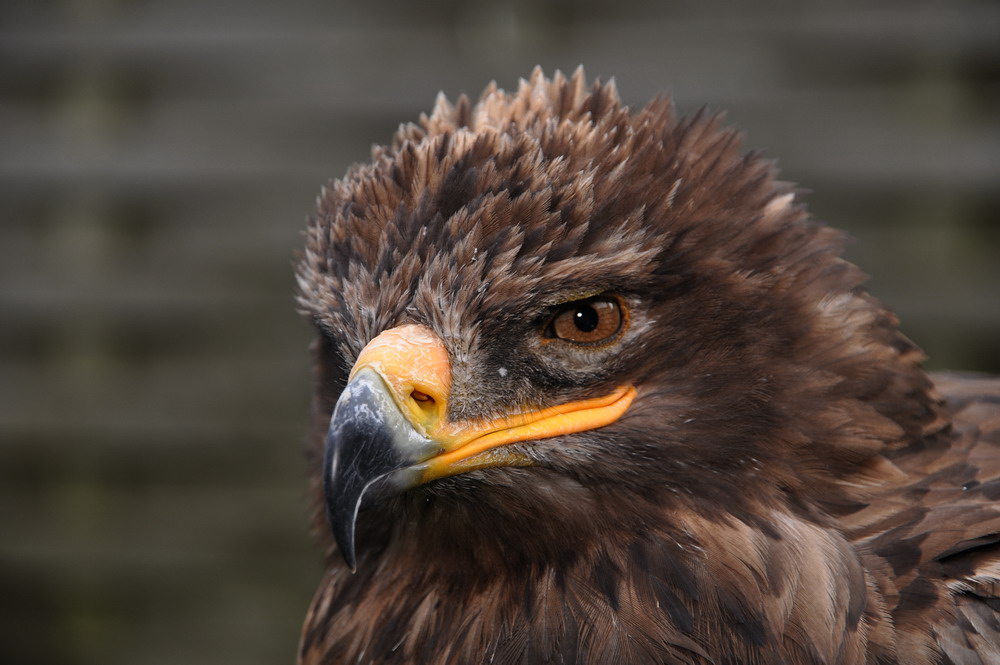 Steppenadler (Aquila nipalensis)