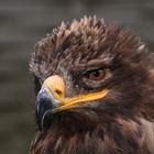 Steppenadler (Aquila nipalensis)