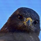 Steppenadler (Aquila nipalensis)